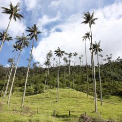 Calarcá 3 glamping sites