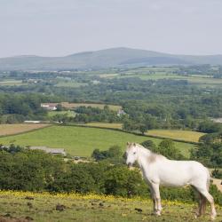 Narberth 62 pet-friendly hotels