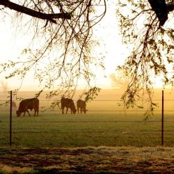 Enid 5 pet-friendly hotels