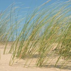 Le Verdon-sur-Mer 21 vacation homes