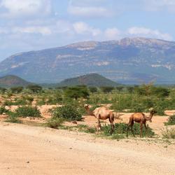 Isiolo 12 hoteller