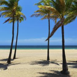 Palm Beach Shores 4 hoteles que aceptan mascotas