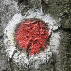 B&aacute;lv&aacute;nyosf&uuml;rdő 6 hoteller med parkering