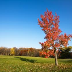 Lansing 6 hotels