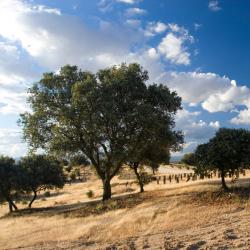 Las Rozas de Valdearroyo 3 hotel