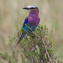 Amboseli