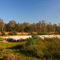 Hoenderloo 4 campgrounds