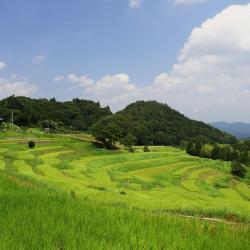 Kamogawa 7 guest houses