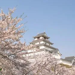 岸和田市 6軒のアパートメント