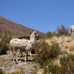 Cochabamba