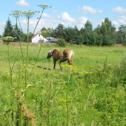 Białowieża ホテル3軒