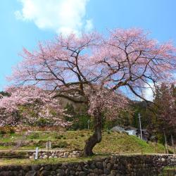 Gujo 9 guest houses