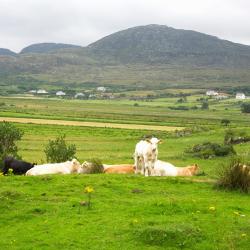 Carrickmacross 3 bed and breakfast