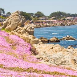 Pacific Grove 19 pet-friendly hotels