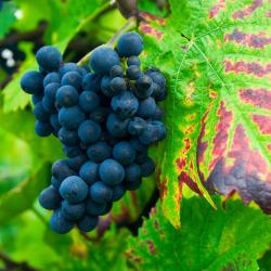 Aesch 4 hoteles con estacionamiento