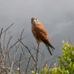 De Aar 4 Pensionen