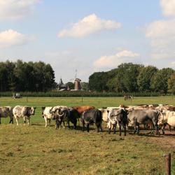Garderen 7 cabins