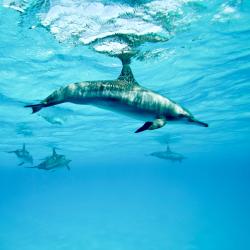 Shimoni 4家旅馆
