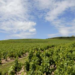 Fleurie 8 vacation rentals