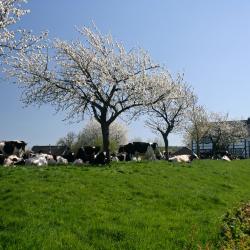 Schimmert 11 hotels