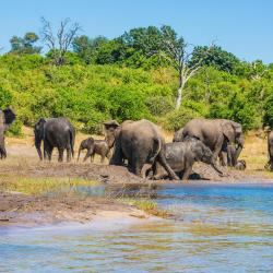 Okavango Delta 1 hotel
