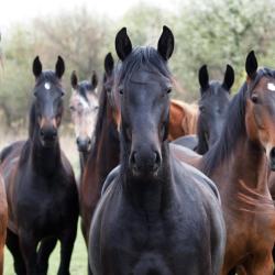 Whitesboro 4 hotely s parkovan&iacute;m