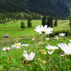 Disentis 3 cottages