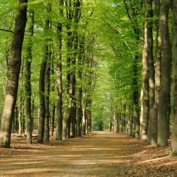 Schoonloo 10 cabins