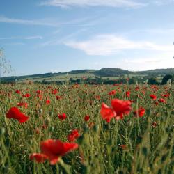 Royal Wootton Bassett 3 pet-friendly hotels