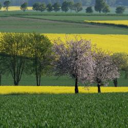 阿恩施塔特 4 間家庭旅館