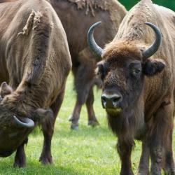 Pszczyna 3 hot&eacute;is com spa