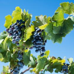 Gratallops 4 hoteles baratos