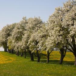 Waidhofen an der Ybbs 4 homestays