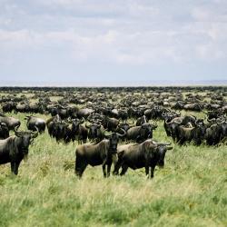 Národní park Serengeti 25 hotelů