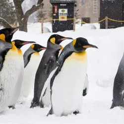 Asahikawa 69 holiday rental