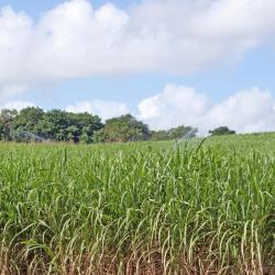 Pongola 4 vacation rentals