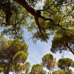 Peralejos de las Truchas 5 pet-friendly hotels
