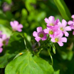 Grasellenbach 6 Familienhotels