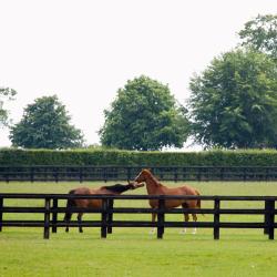 Tuddenham 2 hotely