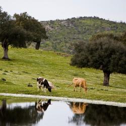 Monesterio 12 hôtels acceptant les animaux domestiques