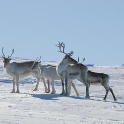 Kilpisjärvi 7 chalets