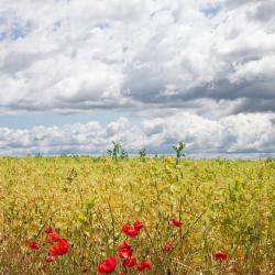 Le Bosė 42 viešbučiai