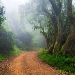 Magoebaskloof 4 sewaan penginapan