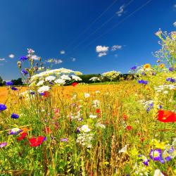 Winterlingen 3 pet-friendly hotels