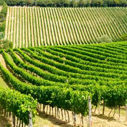 Buonconvento 7 farm stays