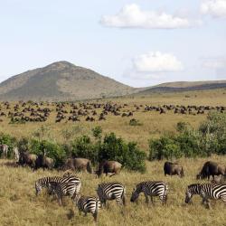 Masai Mara 7 glampings