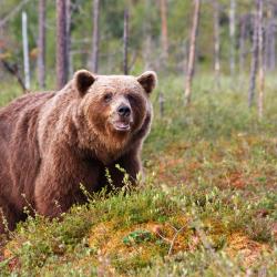 Sotkamo 22 ställen att bo på