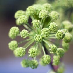 Celles-sur-Belle 6 konaklama birimi