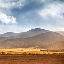 킹 시티 반려동물 동반 가능 호텔 3개