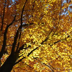 Langdorf im Landkreis Regen 7 of the family hotels